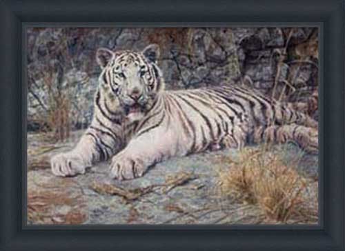 White Tiger on Rocks